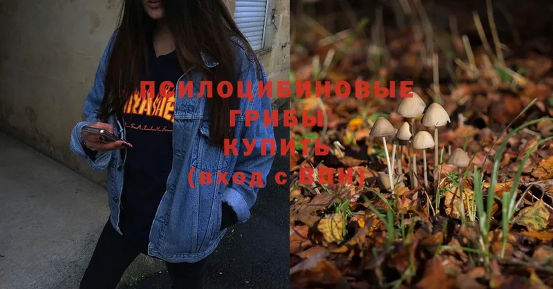 Псилоцибиновые грибы Psilocybe  Великий Устюг 